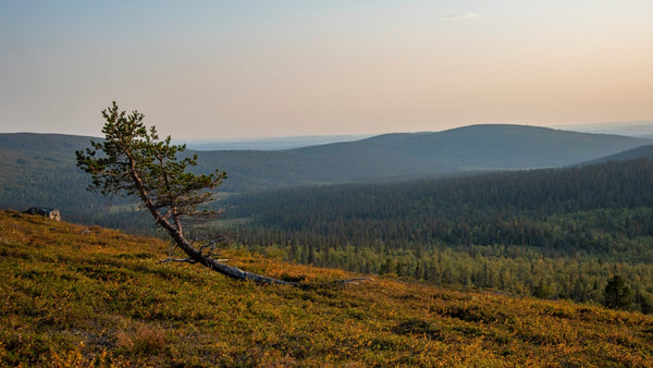 Asiakastarina: Polkujuoksijan kokemuksia paljasjalkakengistä